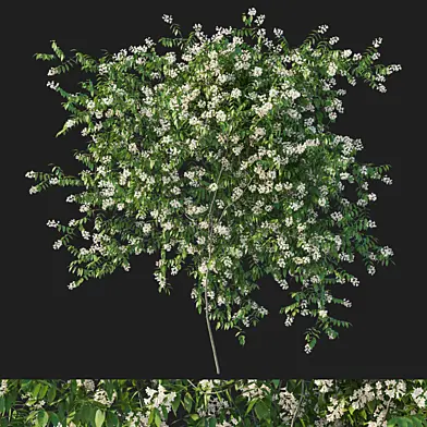 Pandorea pandorana vines
