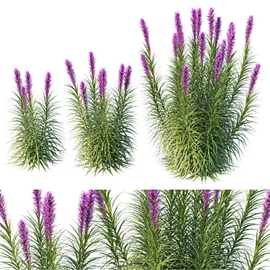 Blazing Star_Liatris spicata