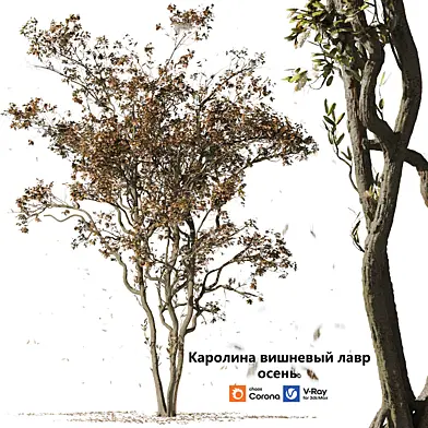 Каролина вишневый лавр