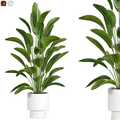 Plant Collection 90