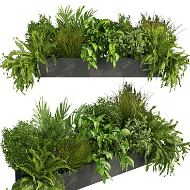 Collection plant vol 419 - Indoor - balcony - fern - grass