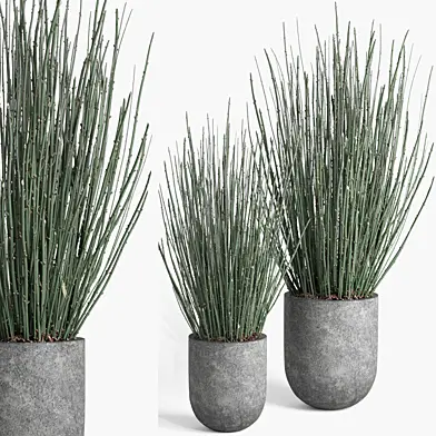 indoor plant set008 candellila plant