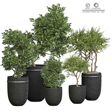 Outdoor Plant 182