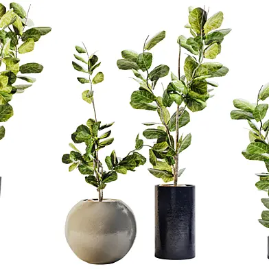 Interior plant 07
