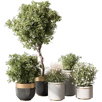 indoor Plant 465 - Tree and Bush