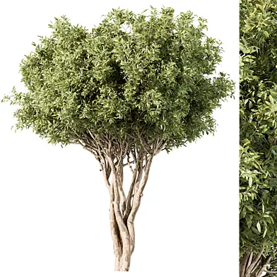 Tree Green Maple - Set 139