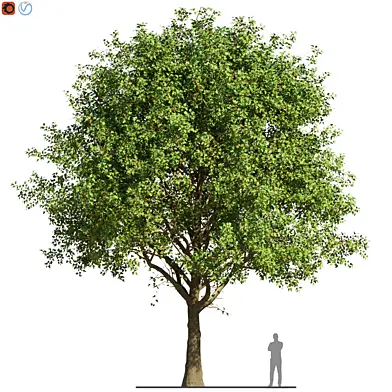 Acer campestre Tree 2