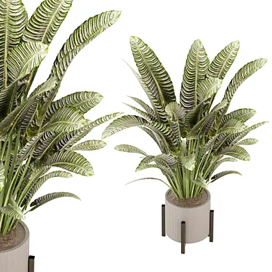 indoor Plants Collection - Set 709