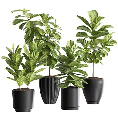 Plant Collection Rpm_06