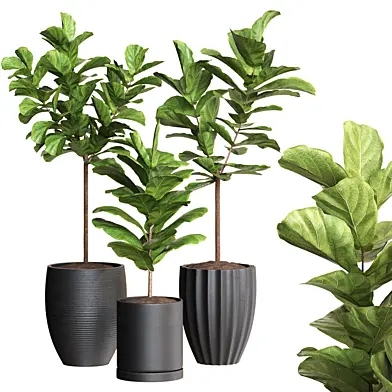 Plant Collection