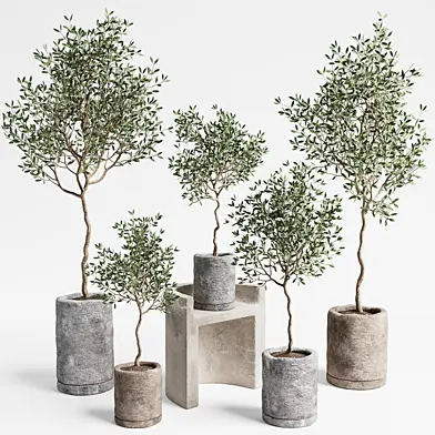 Indoor Plants set 09