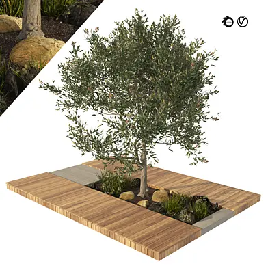 olive tree with wood deck planter