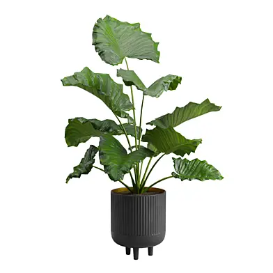 Potted Alocasia Macrorrhiza