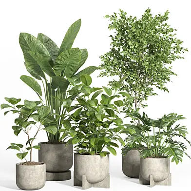 indoor plant set 43-concrete pot