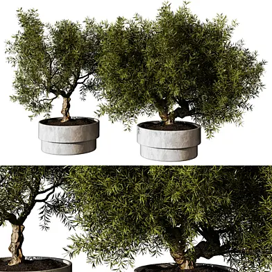 indoor Plant 242