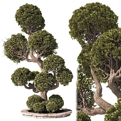 Garden Tree And Bush 01