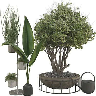 Plant Collection Set 56  Decorative Potted Tree on Metal Shelf
