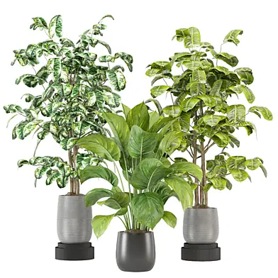 indoor Plants Collection - Set 744