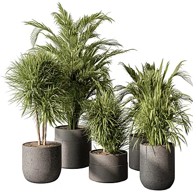 indoor Plant 483 - Tropical Plants