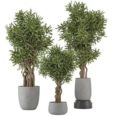 indoor Plants Collection - Set 747