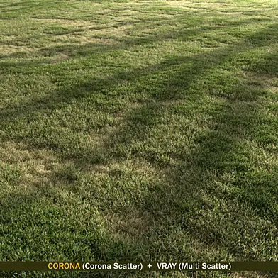 Semi Dry Grass