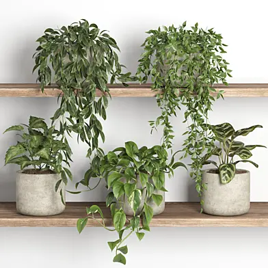 plants on shelf 07