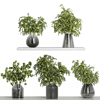 collection plants 05