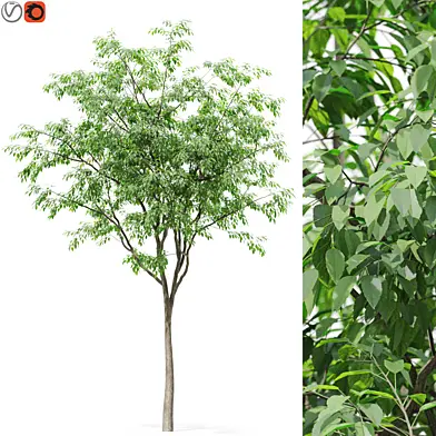 Tree 02