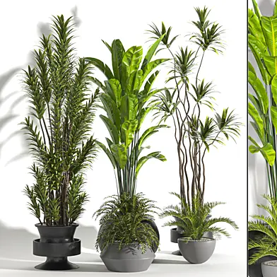 Collaction Indoor plant vol 30