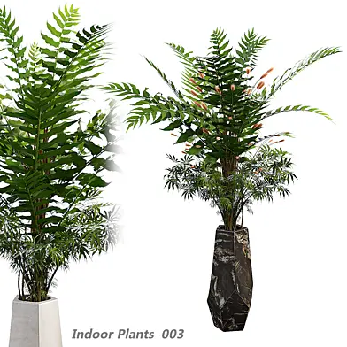 Indoor plants in a pot 003