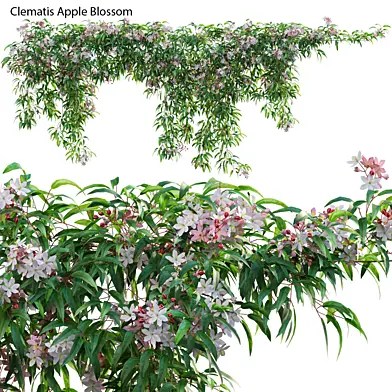 Clematis Apple Blossom 01