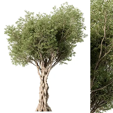 Tree Olive - Set 145