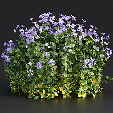 Periwinkle flowering plants vol 185