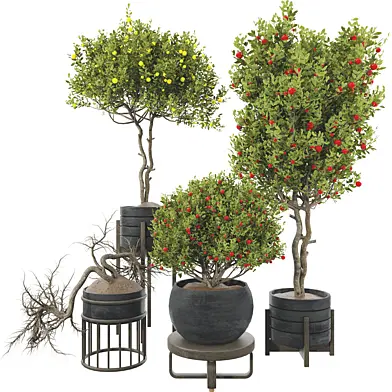 Plant Collection Set 70 _ Decorative Fruit Tree in Pot