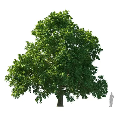 Maple Клен