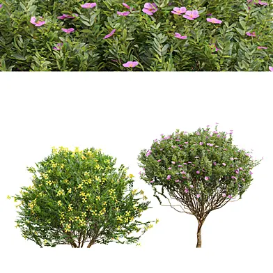 Coronilla Valentina Glauca and Cistus Albidus Zistrose Flower Decorative