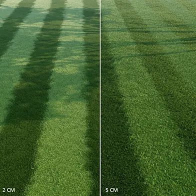 Mowed Lawn