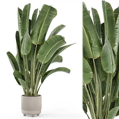 Indoor Plants  in rusty Concrete Pot - Set 1402