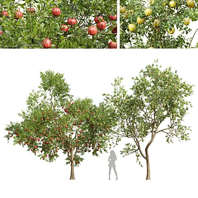 Malus Pumila Apple yellow and Punica Granatum Pomegranate