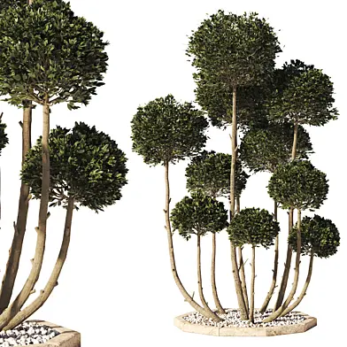 Garden Tree 02