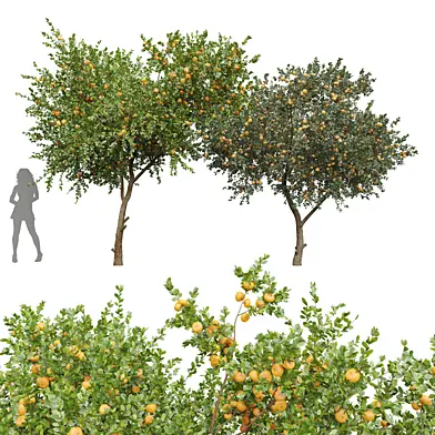 New Plant Orange fruit Tangerine tree001