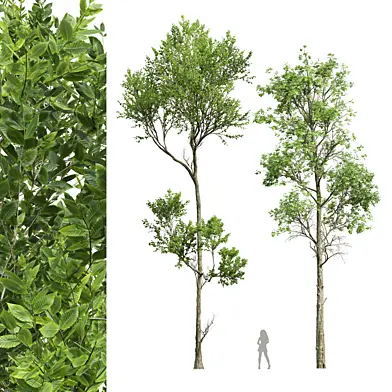 Fagus Grandifolia and Sylvatica