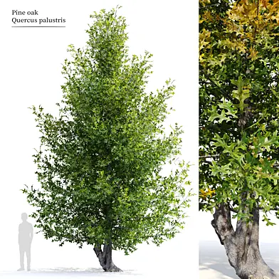 Pine oak tree