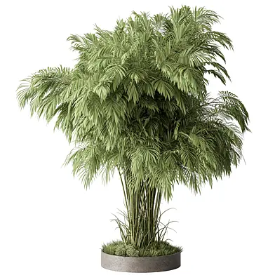 Outdoor Plants 524 - Palm Tree