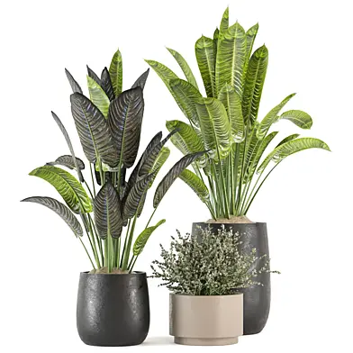 indoor Plants Collection - Set 819