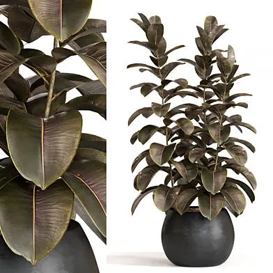 Rubber Tree 1