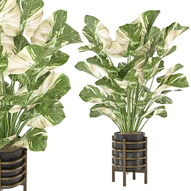 indoor Plants Collection - Set 827