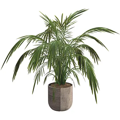 Decorative Palm tree in pot _ Collection 108