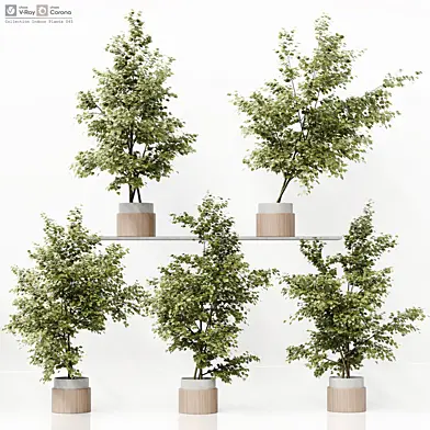 Collection Indoor Plants 045