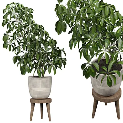 indoor Plant 278